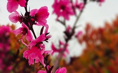 龙欲h粗喘强占公妇H